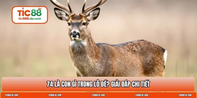 74 là con gì