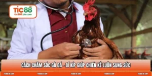 Cách chăm sóc gà đá