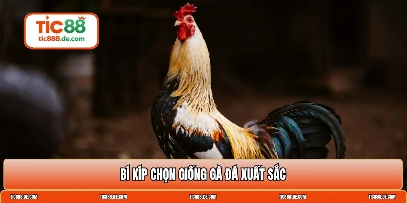 Cách chăm sóc gà đá