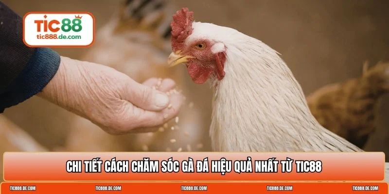 Cách chăm sóc gà đá
