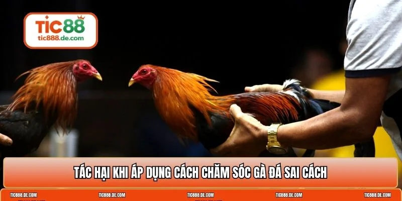 Cách chăm sóc gà đá