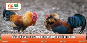 Đá gà cựa sắt