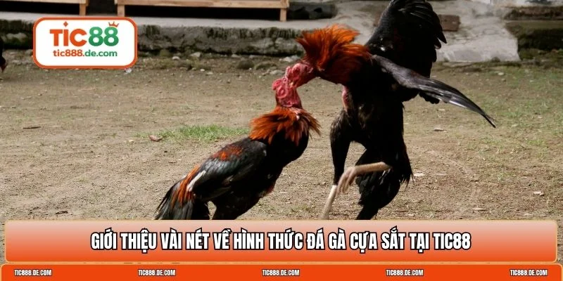 Đá gà cựa sắt