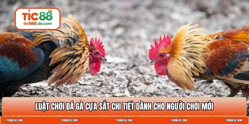 Đá gà cựa sắt