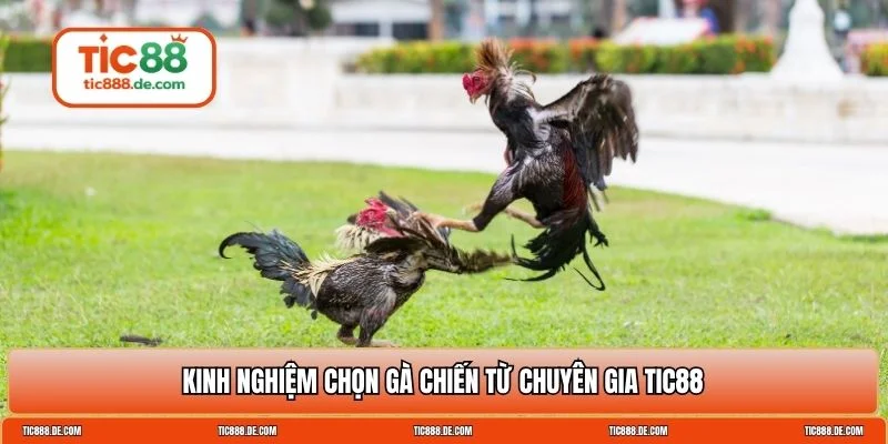 Đá gà cựa sắt