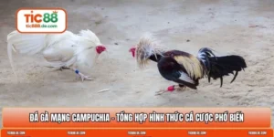 Đá gà mạng Campuchia