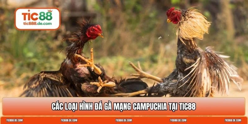 Đá gà mạng Campuchia