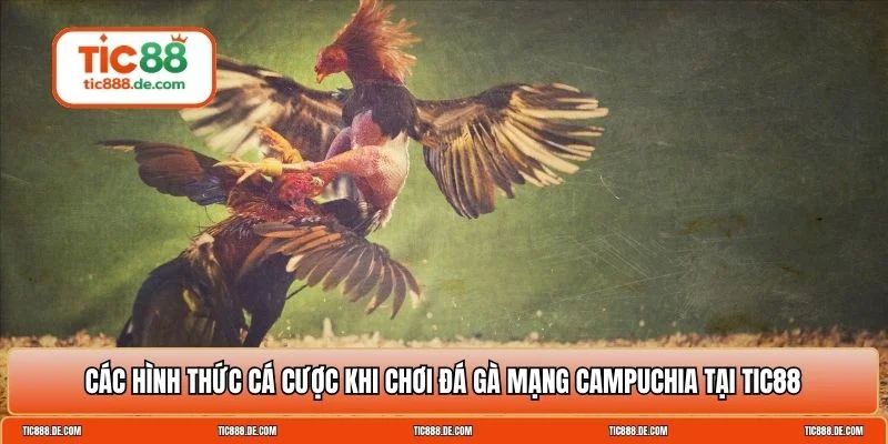 Đá gà mạng Campuchia