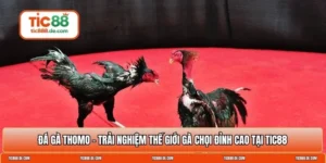 Đá gà thomo